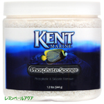 KENT フォスフェートスポンジ