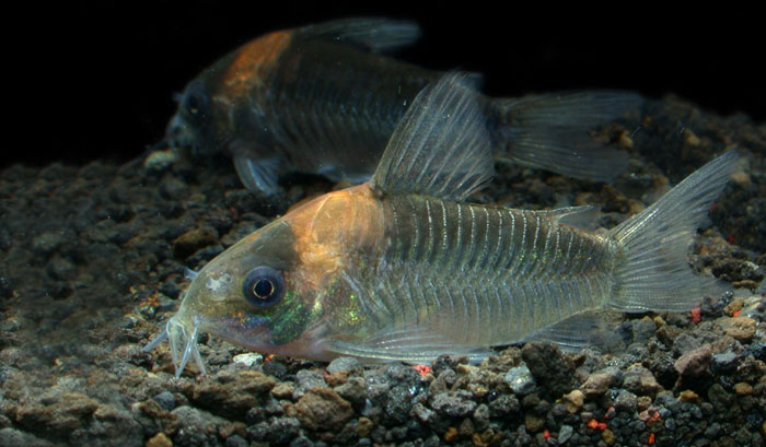 Corydoras nijsseni from Negro コリドラス ナイスニー ”ブロードバンド”