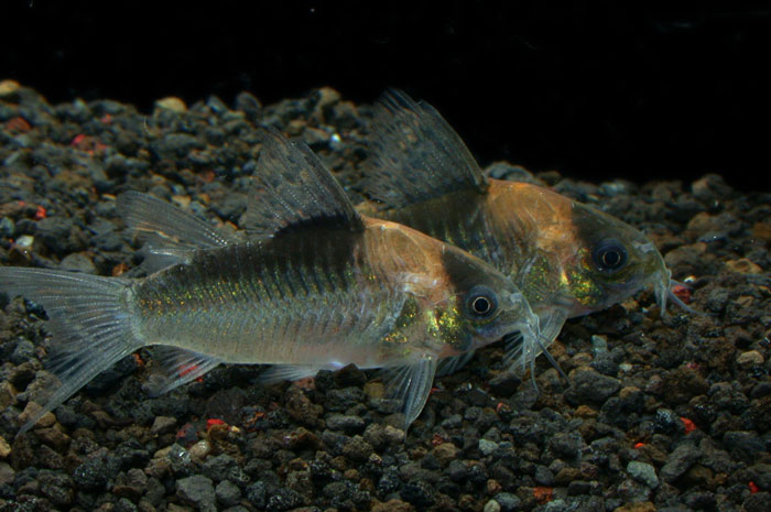 Corydoras nijsseni from Negro コリドラス ナイスニー ”ブロードバンド” 