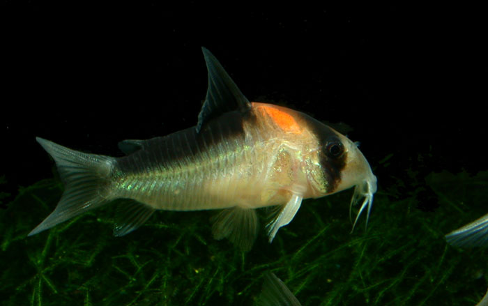 Corydoras duplicareus from Negro コリドラス ドゥプリカレウス ”ハイバンド アドルフォイ” 