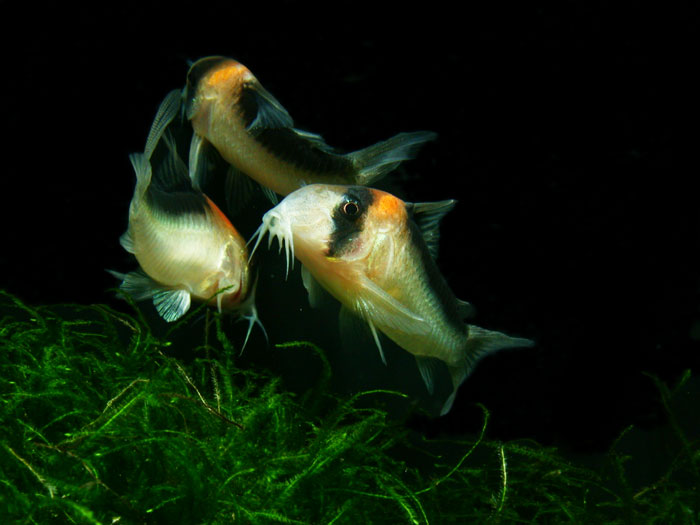 Corydoras duplicareus from Negro コリドラス ドゥプリカレウス ”ハイバンド アドルフォイ” 