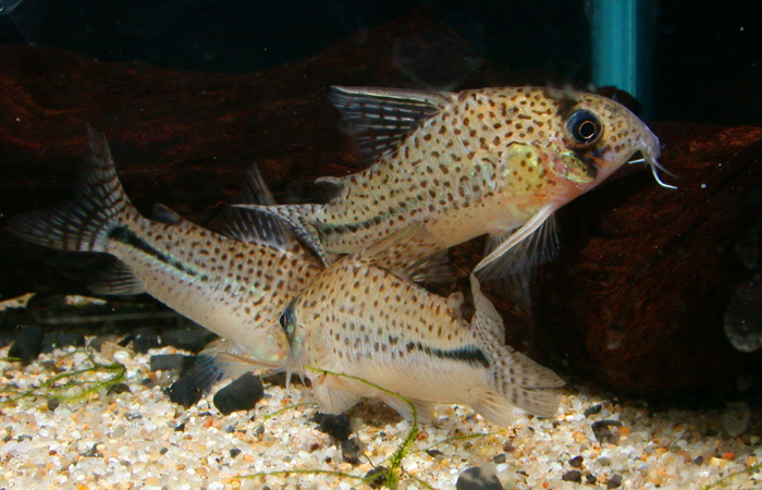 Corydoras sp from Pelu コリドラスspペルーボンディ