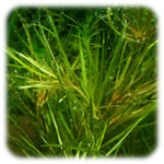 Blyxa Alternifolia