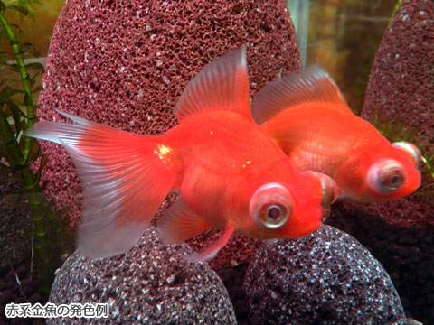 赤系金魚の発色例