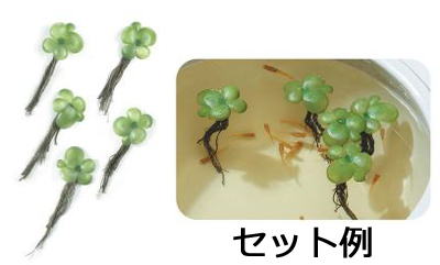 人工水草メダカの産卵草ミニフロートのセット例