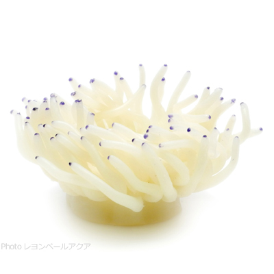 コーラルレプリカ NI-40C ホワイト 