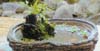 水辺の生活シリーズ 水盆