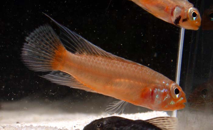 Apistogramma diplotaenia from Novo Ironアピストグラマ ディプロタエニア ノボアイロン産 オレンジタイプK2便 F1