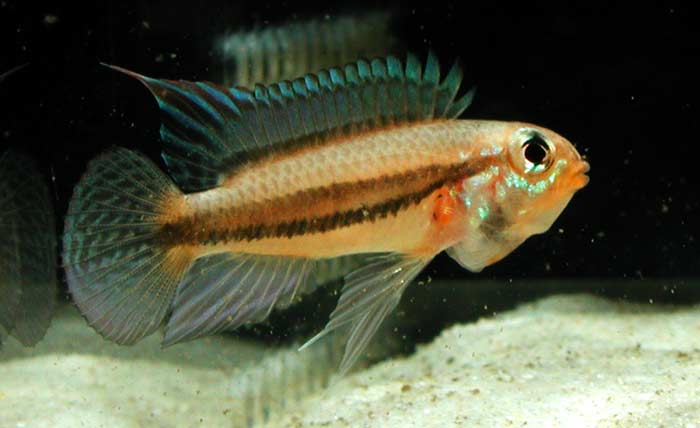 Apistogramma diplotaenia from Novo Iron アピストグラマ ディプロタエニア ノボアイロン産 オレンジタイプK2便 F1画像2