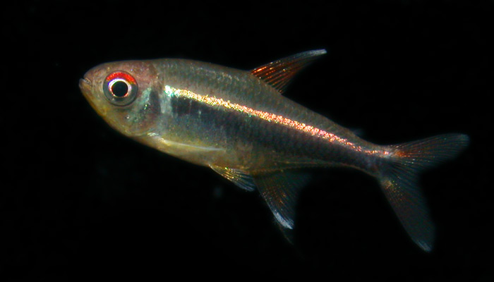 Hyphessobrycon sp from pelu ハイフェソブリコン "ウリアス”