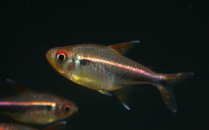 Hyphessobrycon sp from pelu ハイフェソブリコン "ウリアス”