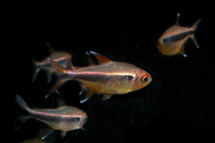 Hyphessobrycon sp from pelu ハイフェソブリコン "ウリアス”