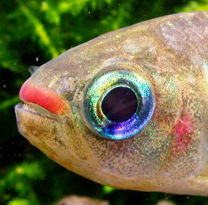 コギャルテトラ Characidae sp