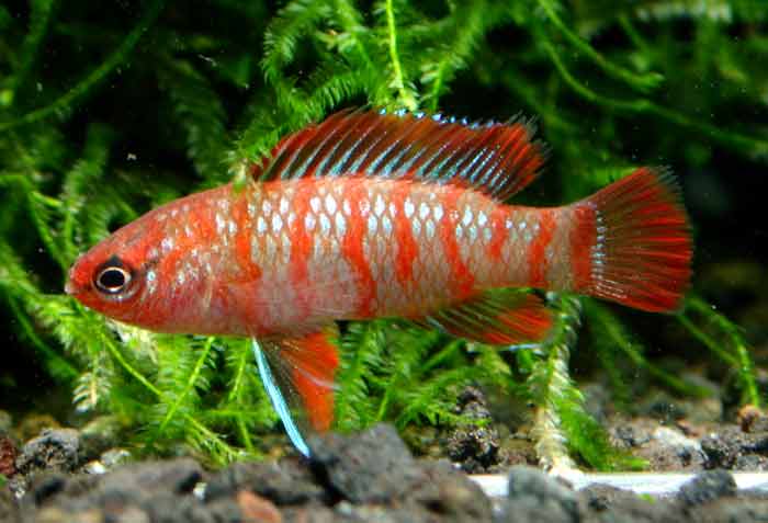 badis_sp4895バジス バジス ベンガレンシス Badis Badis bengallensis