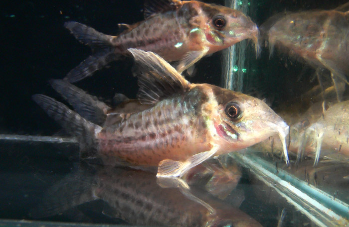 Corydoras robustus コリドラス ロブスタス 