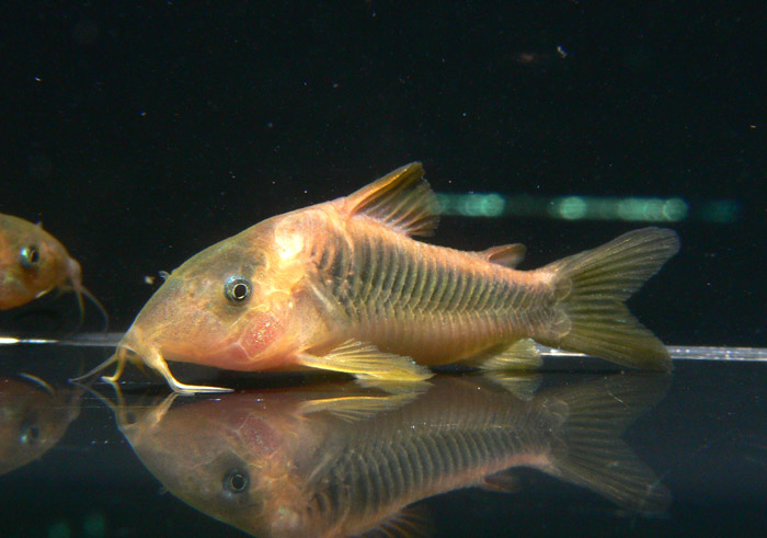 Corydoras sp cf aeneus コリドラス ゴールドグリーン