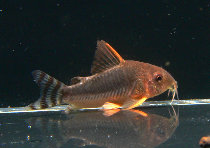 Corydoras gossei コリドラス ゴッセイ