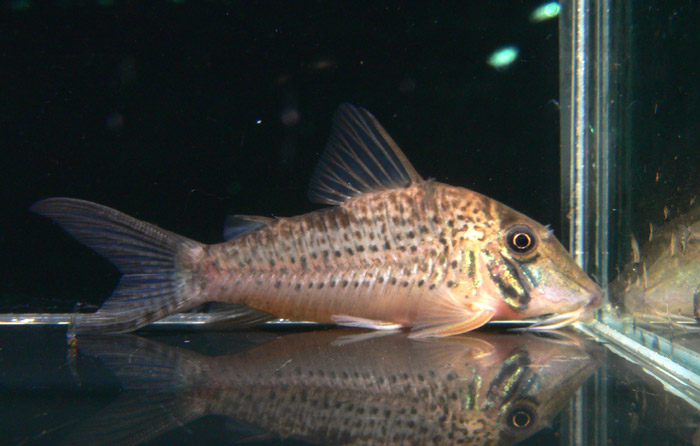 Corydoras criistina コリドラス クリスティーナ 