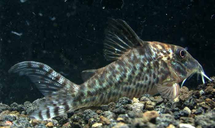 コリドラス ブロッキー ロングテール Corydoras blochi blochi 