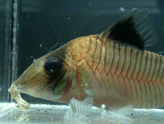 Corydoras condiscipulus コリドラス コンディスキプルス