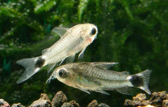 ”極・可愛” コリドラス ハスタータス Corydoras hastetus