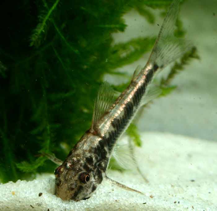 Corydoras lacerdai from Bahia コリドラス ラセルダイ “バイアニーニョ”