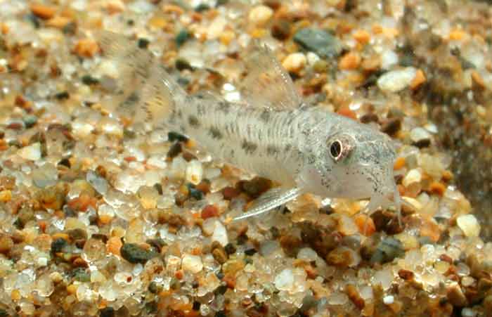 Corydoras sesame コリドラス セサミ コリドラス ニューセサミ