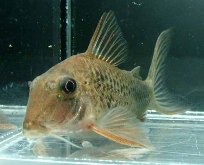 Corydoras ourastigma コリドラス オウラスティグマ