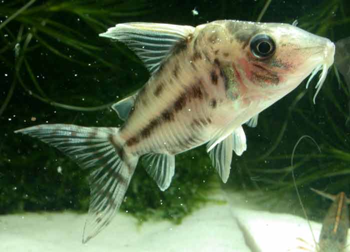 Corydoras pulcher コリドラス プルケール