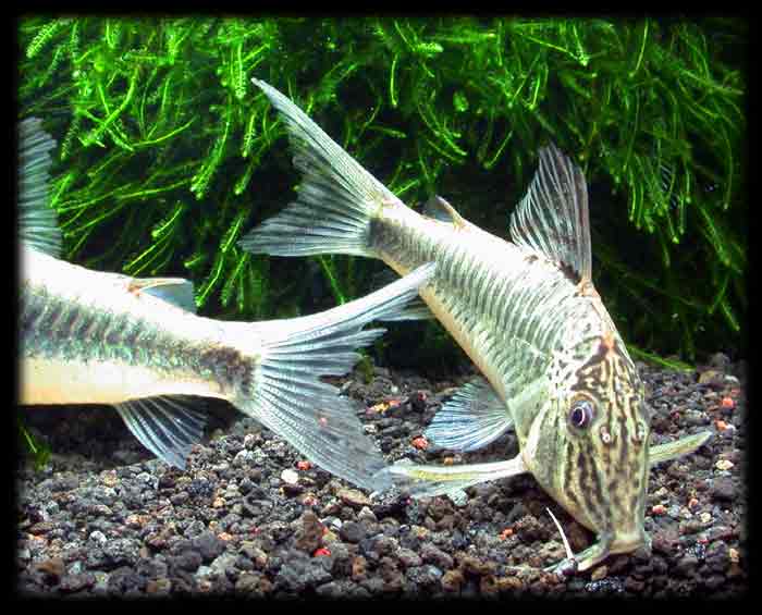 コリドラス スーパーセミアクイルス Corydoras sp.ｃｆ.semiaquilus