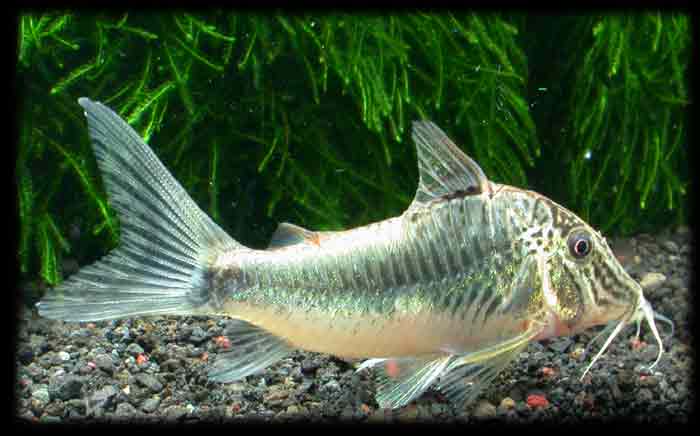 コリドラス スーパーセミアクイルス Corydoras sp.cf.semiaquilus