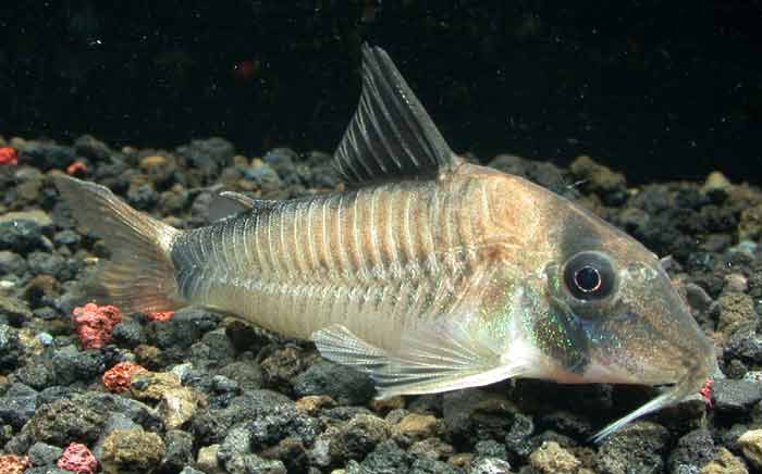 コリドラス シムラートス Corydoras simulatus