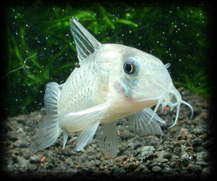 コリドラス sp Itaituba Corydoras sp itaituba