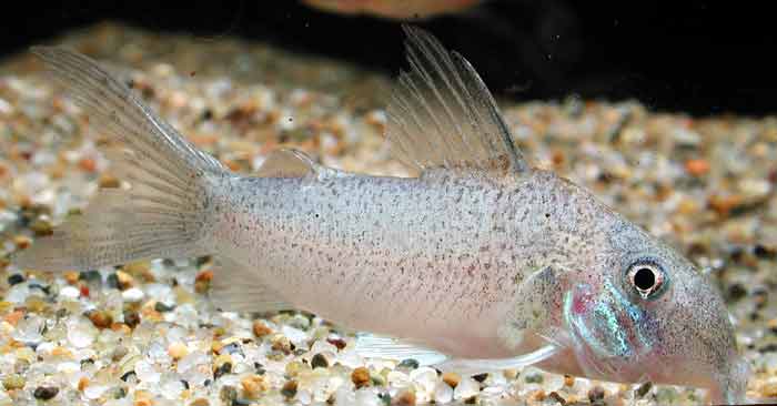 Corydoras heteromorphus コリドラス ヘテロモルフス