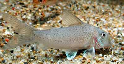 Corydoras heteromorphuｓ コリドラス ヘテロモルフス