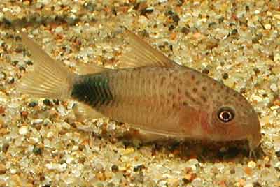 Corydoras sp cf similis コリドラス ニューバイオレット