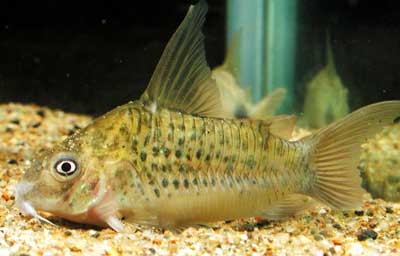 Corydoras OGAWAE コリドラス オガワエ