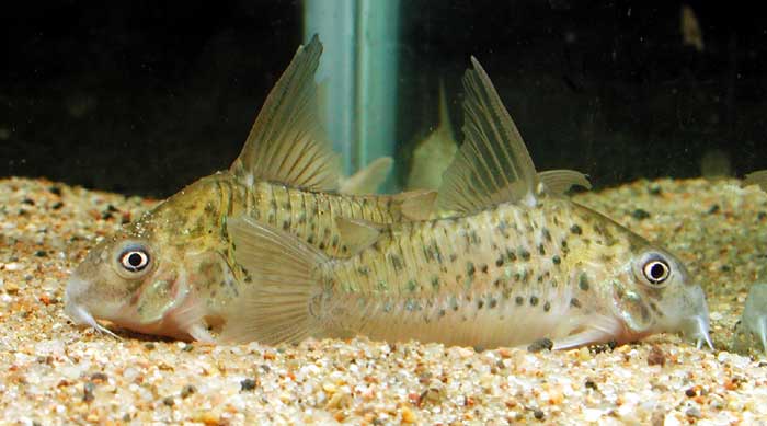 Corydoras OGAWAE コリドラス オガワエ