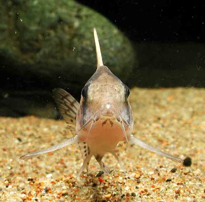 Corydoras schwartzi コリドラス シュワルツ