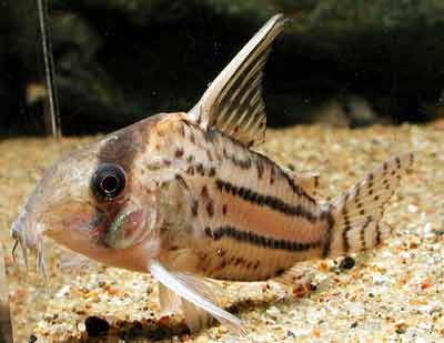 Corydoras schwartzi コリドラス シュワルツ