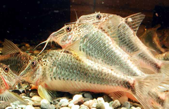 コリドラス スーパーセミアクイルス Corydoras super semiaquilus