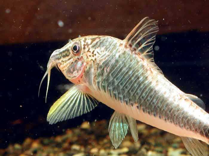 コリドラス スーパーセミアクイルス Corydoras super semiaquilus