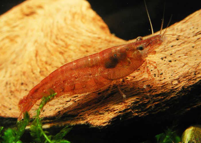 Neocaridina sp from India レインボーシュリンプ