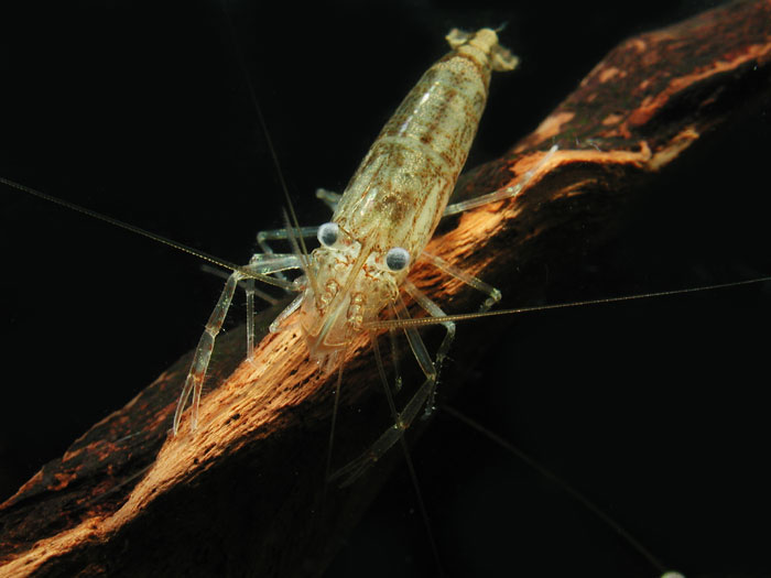 Palaemonidae sp from India バイカラー シュリンプ