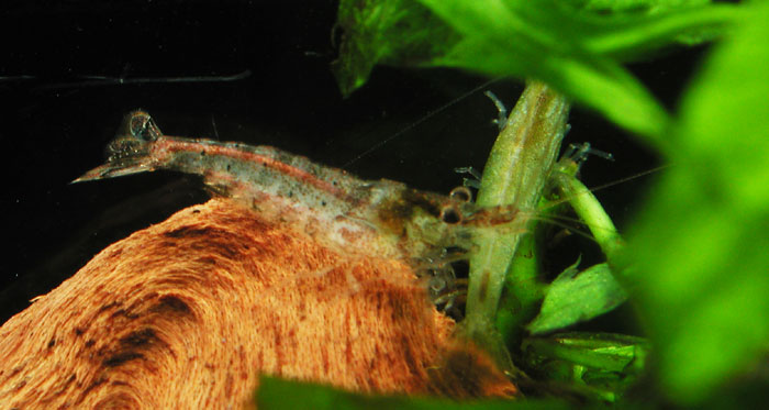 Neocaridina sp from India レッド＆グリーン シュリンプ