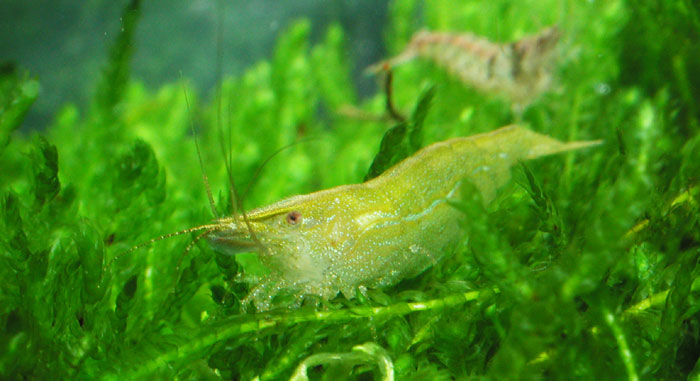 Neocaridina sp from India レッド＆グリーン シュリンプ