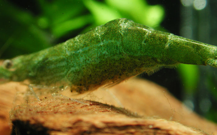 Palaemonidae sp from India グリーンニードルノーズ シュリンプ