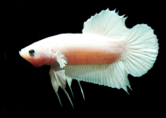 Betta splenden from Thailand ホワイトプラチナ ベタ