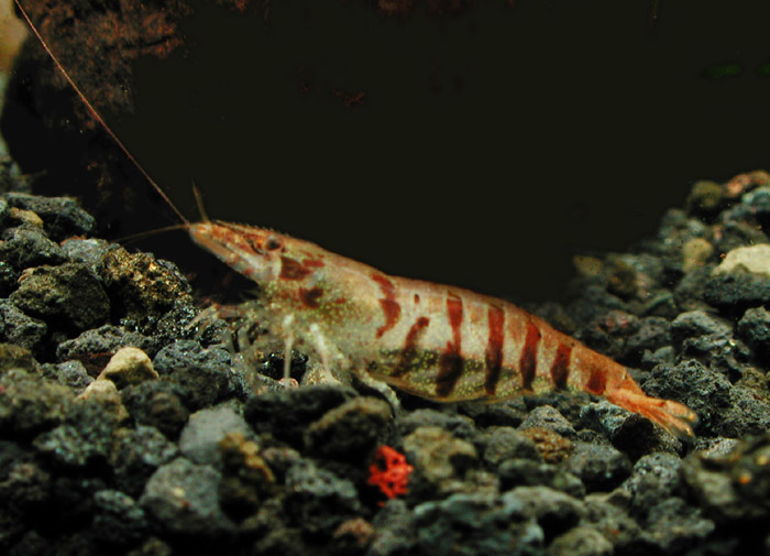 Neocaridina sp ゼブラ シュリンプ