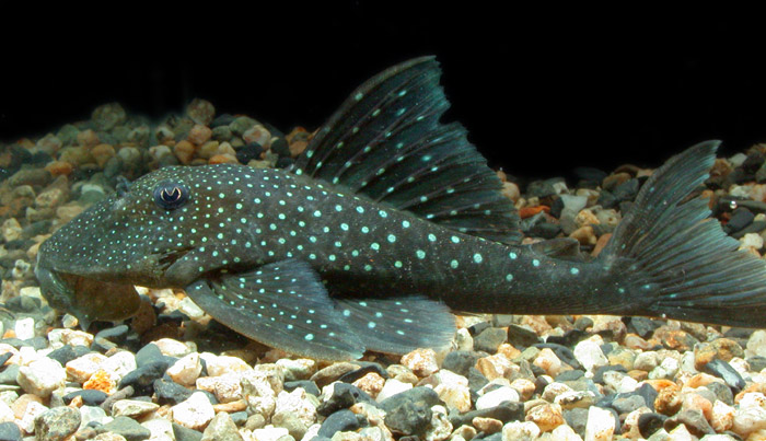 ブルーフィン Hemiancistrus subviridis L128from VENEZUELA